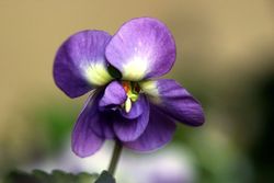 Violette_de_Toulouse
