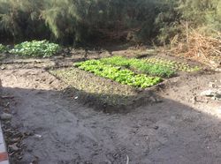 Pot mouna 2
