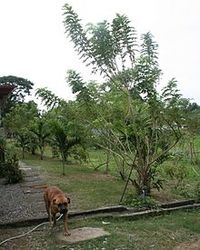220px-Gliricidia_sepium_landscape