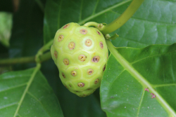 Noni-164403